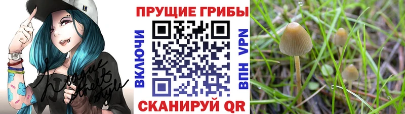 Купить где  Куртамыш  Галлюциногенные грибы Psilocybine cubensis 